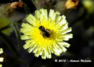 La natura dal punto di vista di Antonio Uridales