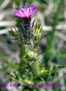 La natura dal punto di vista di Antonio Uridales