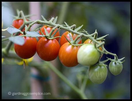 pomodoro