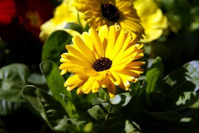 CALENDULA (Calendula officinalis L.)