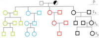 Esercizi di genetica: probabilità di trasmissione di un allele autosomico recessivo dalla generazione parentale alla F3
