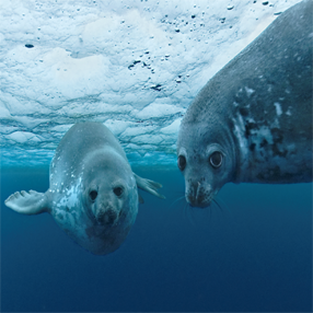 Oceani, un documentario girato tutto il mondo sulle meraviglie del fondo degli oceani che stanno scomparendo.