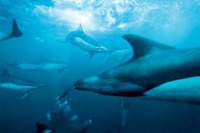 Oceani, un documentario girato tutto il mondo sulle meraviglie del fondo degli oceani che stanno scomparendo.