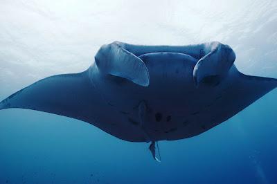 Oceani, un documentario girato tutto il mondo sulle meraviglie del fondo degli oceani che stanno scomparendo.