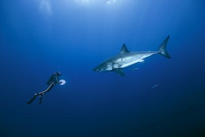 Oceani, un documentario girato tutto il mondo sulle meraviglie del fondo degli oceani che stanno scomparendo.