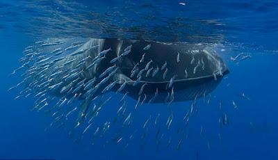 Oceani, un documentario girato tutto il mondo sulle meraviglie del fondo degli oceani che stanno scomparendo.