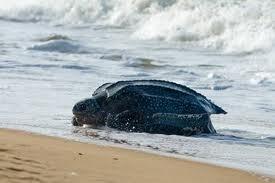 Oceani, un documentario girato tutto il mondo sulle meraviglie del fondo degli oceani che stanno scomparendo.