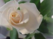 Rose perle...perle rose....