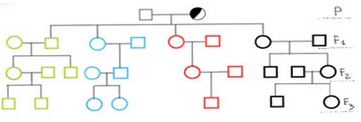 Esercizi di genetica: probabilità di trasmissione di un allele X-linked recessivo dalla generazione parentale alla F3