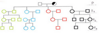 Esercizi di genetica: probabilità di trasmissione di un allele X-linked recessivo dalla generazione parentale alla F3