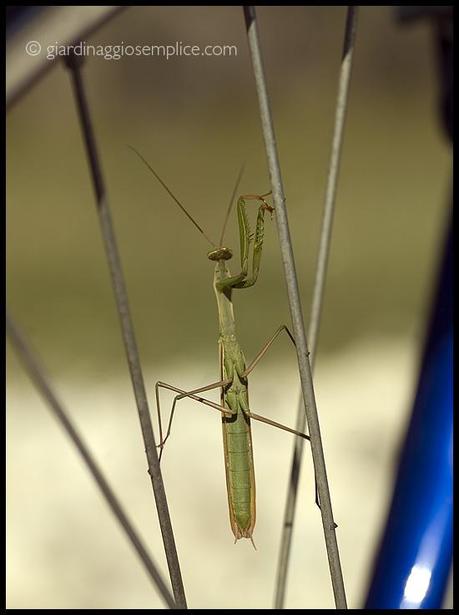 mantide religiosa