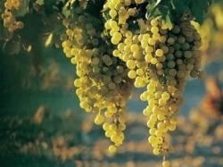 Verdicchio