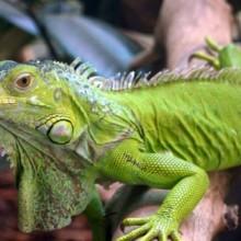 Una iguana in strada! Accade a Salve sulla SP 339