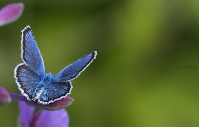 Colours Selection # Blue!