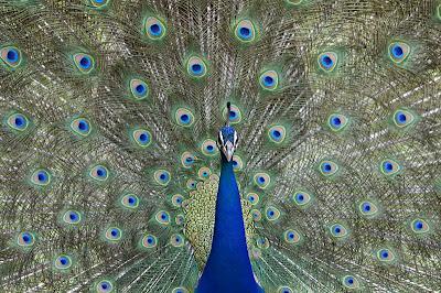Colours Selection # Blue! Colours Selection # Blue!