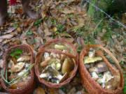 Funghi Porcini di Oriolo Romano