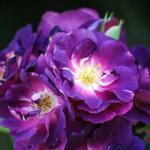 rosa rhapsody in blue