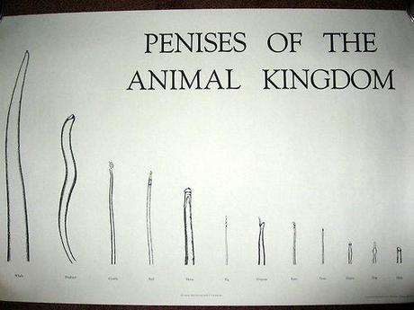 Il pene nel Regno Animale