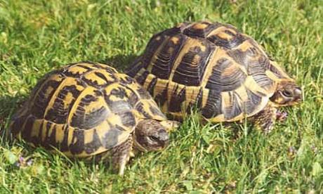 Brindisi Sequestrate 20 tartarughe protette