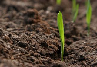 La lavorazione del terreno e la semina