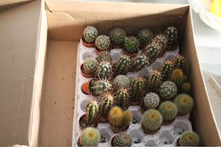 Progetto :centro tavola con piccoli cactus