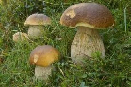 Funghi a tavola buonissimi, ma attenzione a sceglierli