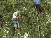 Asprinio d'Aversa. vendemmia degli uomini ragno.