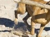 Fermo Comando Vigili revoca multa 1000 euro cani paiaggia