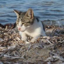 Gatto al Mare foto FB 