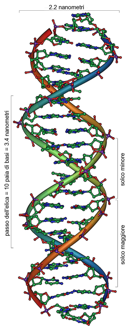 I numeri del DNA:  5'  3'