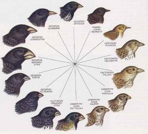 A sostegno di una nuova teoria dell’evoluzione (II° parte)