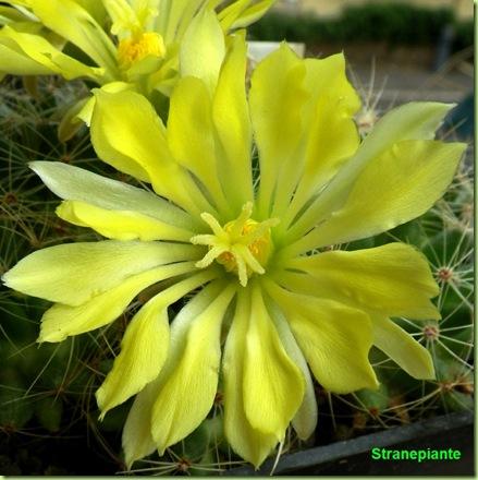 Mammillaria sphaerica fiore