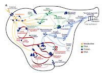 Ricostruzione computerizzata dell'intero ciclo di vita di un microrganismo