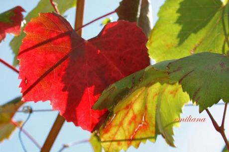 Trekking tra le vigne