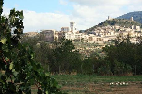 Trekking tra le vigne