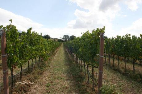 Trekking tra le vigne