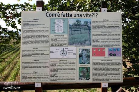 Trekking tra le vigne