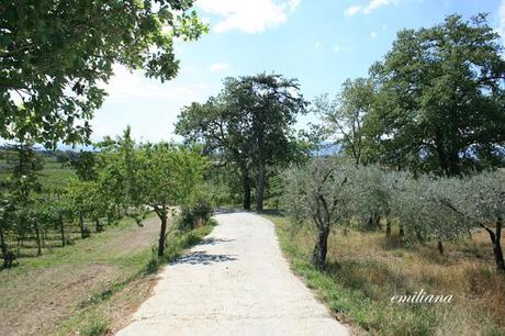 Trekking tra le vigne