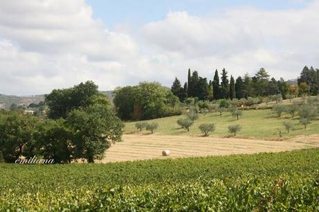 Trekking tra le vigne