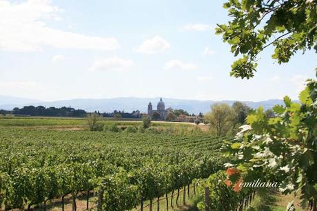 Trekking tra le vigne