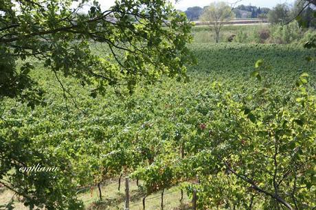 Trekking tra le vigne