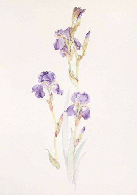 Miracoli viola, il giaggiolo