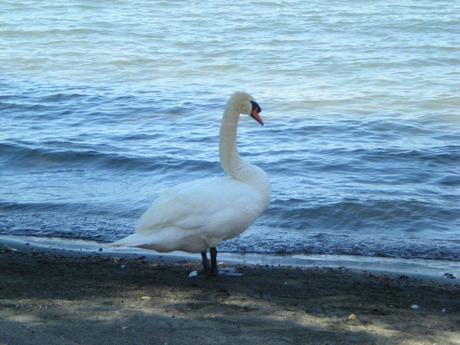 Bolsena: 2 day