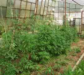 Capoterra Coltiva marijuana nel giardino