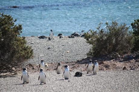 ARGENTINA 4 - PUNTA TOMBO