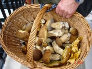 Cusano Mutri, dal 20 settembre arriva la Sagra dei Funghi