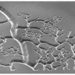 Stampa 3D istantanea di tessuti biologici