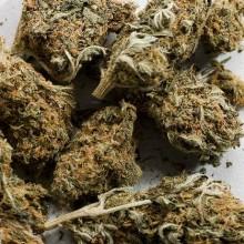 Reggio Calabria Coltivano canapa indiana 5 arrestati