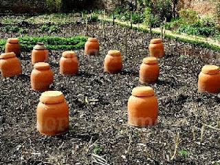terracotta forcing pots