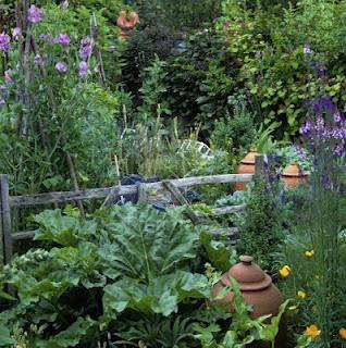 terracotta forcing pots